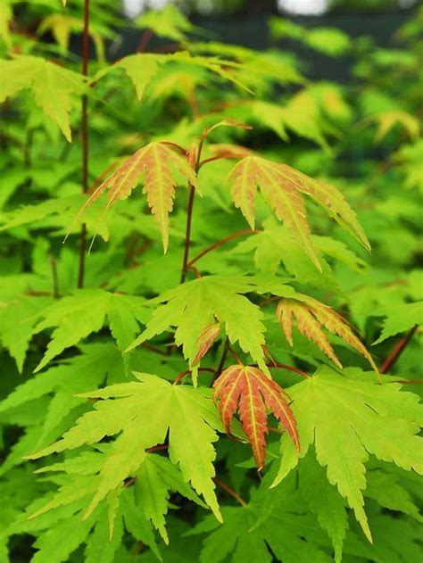 green leaf japanese maple